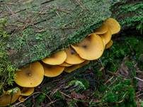 Goldgelber Holzritterling, Foto 51