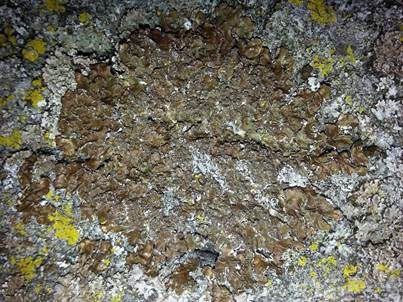 Bereifte Braunblattflechte, Foto 4