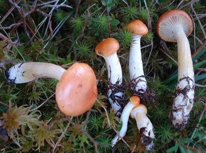 Goldgelber Schneckling, Foto 3