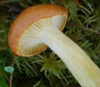 Goldgelber Schneckling, Foto 4
