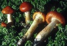 Goldgelber Schneckling, Foto 5