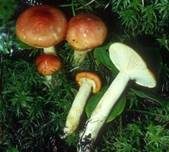 Goldgelber Schneckling, Foto 6