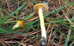 Goldgelber Schneckling, Foto 7