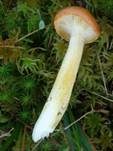 Goldgelber Schneckling, Foto 8