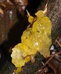 Goldgelber Zitterling, Foto 31