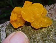 Goldgelber Zitterling, Foto 36