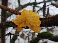 Goldgelber Zitterling, Foto 40