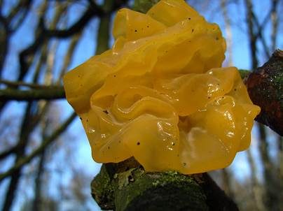 Goldgelber Zitterling, Foto 6