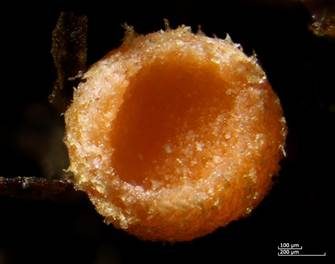 Goldhaar-Moosbecherling, Foto 2
