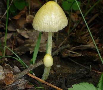 Gold-Mistpilz, Foto 2