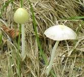 Gold-Mistpilz, Foto 12