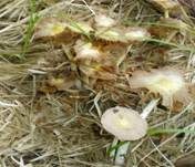 Gold-Mistpilz, Foto 13