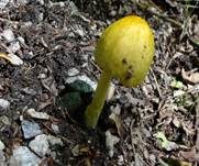 Gold-Mistpilz, Foto 14