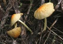 Gold-Mistpilz, Foto 16