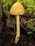 Gold-Mistpilz, Foto 18