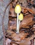 Gold-Mistpilz, Foto 19