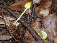 Gold-Mistpilz, Foto 20