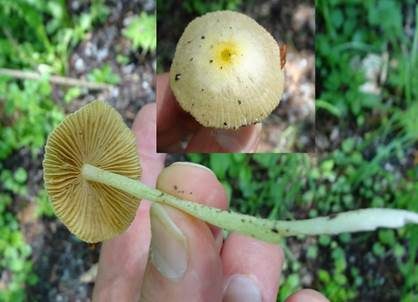 Gold-Mistpilz, Foto 5