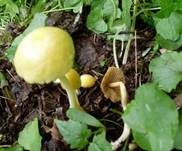 Gold-Mistpilz, Foto 7