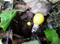 Gold-Mistpilz, Foto 8
