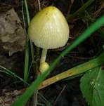 Gold-Mistpilz, Foto 9