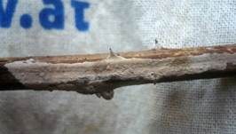 Goldorange Mehlscheibe, Foto 10