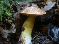 Goldporiger Röhrling, Foto 18