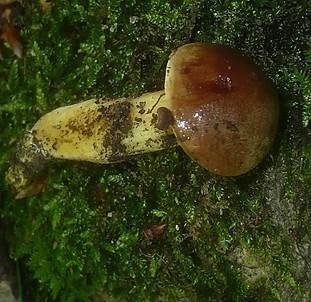 Goldporiger Röhrling, Foto 5