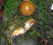 Goldporiger Röhrling, Foto 11