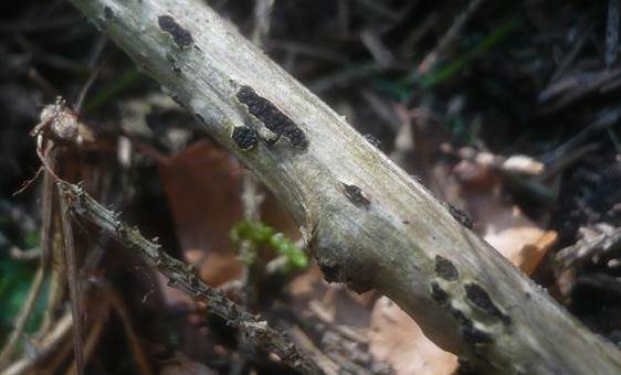 Berberitzen-Kugelpilz, Foto 2