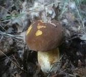 Goldröhrenschwamm, Foto 25