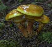 Goldröhrling, Foto 40