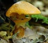 Goldröhrling, Foto 48