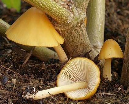 Goldsamthäubchen, Foto 2