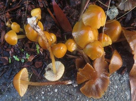 Goldsamthäubchen, Foto 3