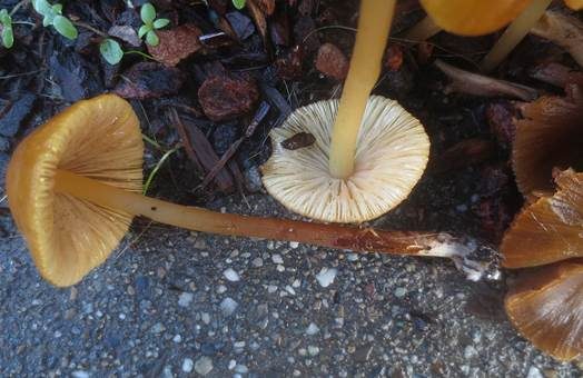 Goldsamthäubchen, Foto 4