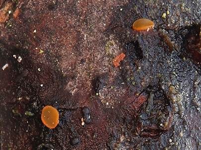 Goldtropfiges Knopfbecherchen, Foto 3