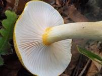 Goldzahnschneckling, Foto 21