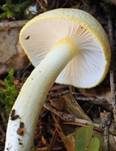 Goldzahnschneckling, Foto 23