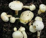 Goldzahnschneckling, Foto 6