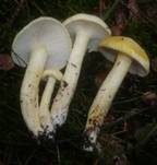 Goldzahnschneckling, Foto 10