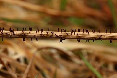 Gras-Flachkeulchen, Foto 5