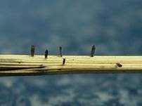 Gras-Flachkeulchen, Foto 6