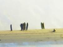 Gras-Flachkeulchen, Foto 7