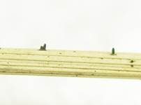 Gras-Flachkeulchen, Foto 8