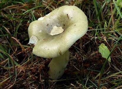Grasgrüner Täubling, Foto 2