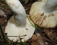 Grasgrüner Täubling, Foto 12