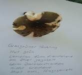 Grasgrüner Täubling, Foto 17