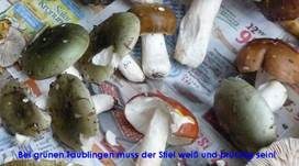 Grasgrüner Täubling, Foto 21