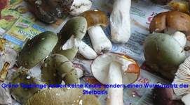 Grasgrüner Täubling, Foto 22
